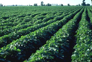 Soy Bean Field