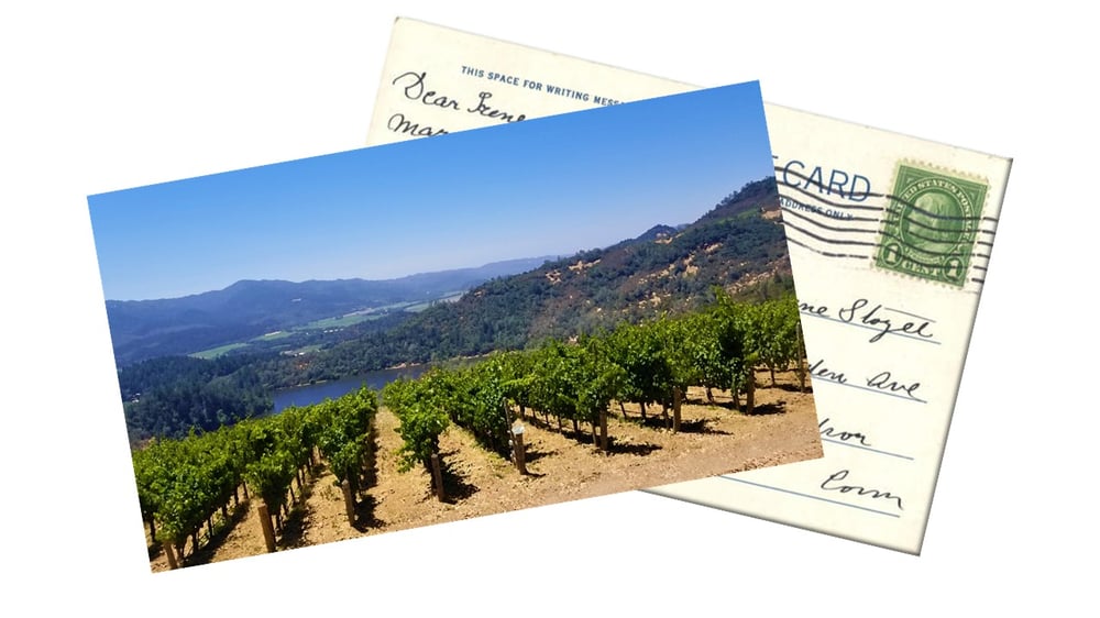 Vineyard Postcard